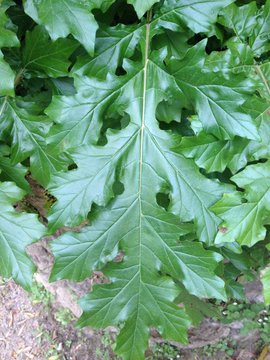 jesus_osorior's tweet photo. Puede que sea algo simbólico. En la cultura mediterránea, la hoja de acanto significa vida duradera, por eso se la incrustaba en las columnas.

Pequeños detalles como este te conectan con el pasado (varios milenios en este caso). https://t.co/bjvQSOo3wz