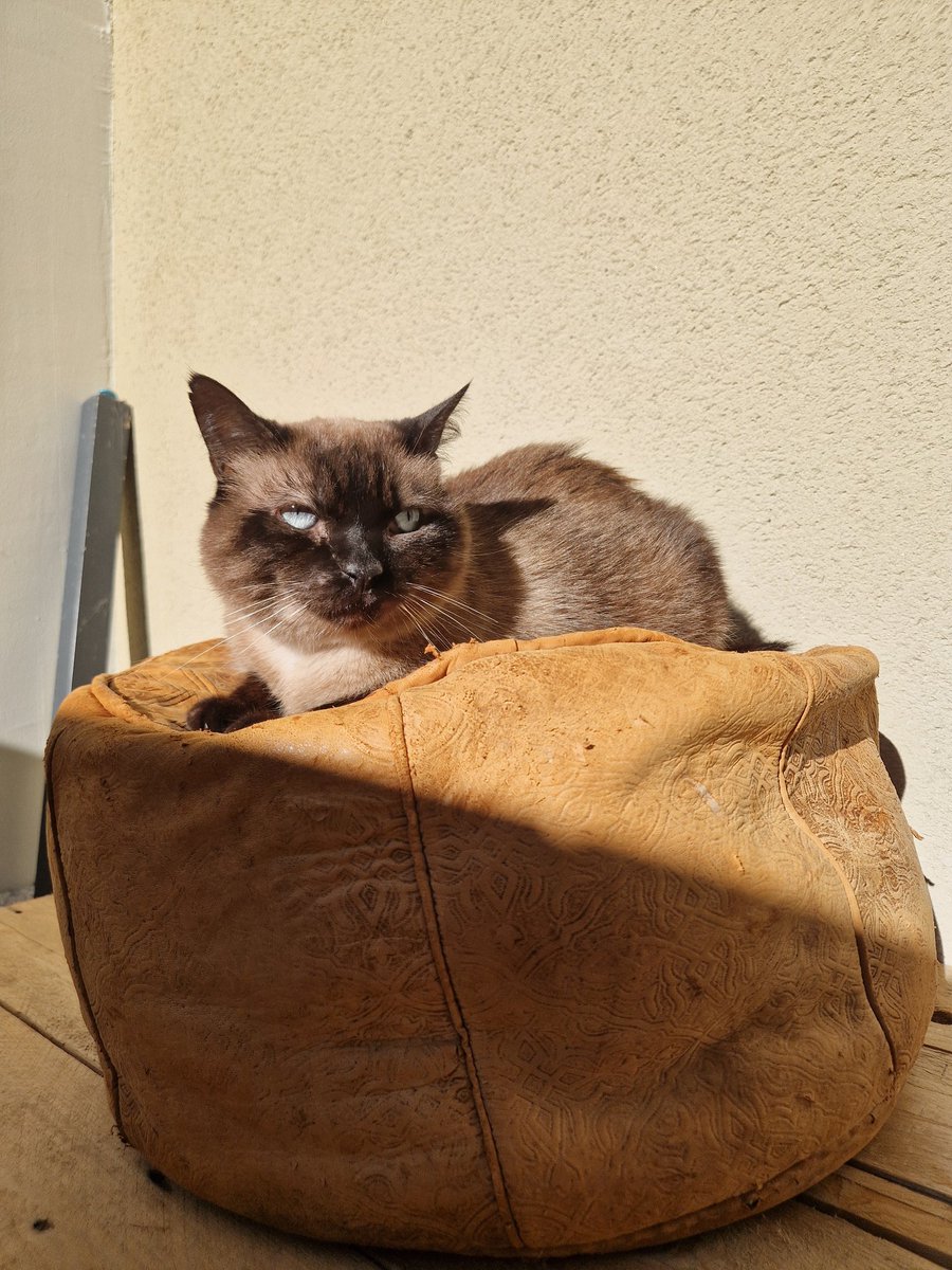 JulieChdu's tweet photo. Pensez ce que vous voulez, Scar restera mon personnage préféré ever, malgré son image quelque peu dégradante dans le film 🥹 Il me fait penser à mon chat, c'est juste un petit trouillard en fait 🙄 #MufasaTheLionKing https://t.co/1SDPmBUrac