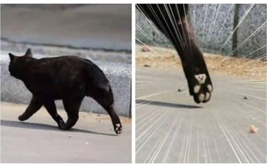 icomeasone's tweet photo. @Catshealdeprsn cat + bear https://t.co/V8WbEyXEvA