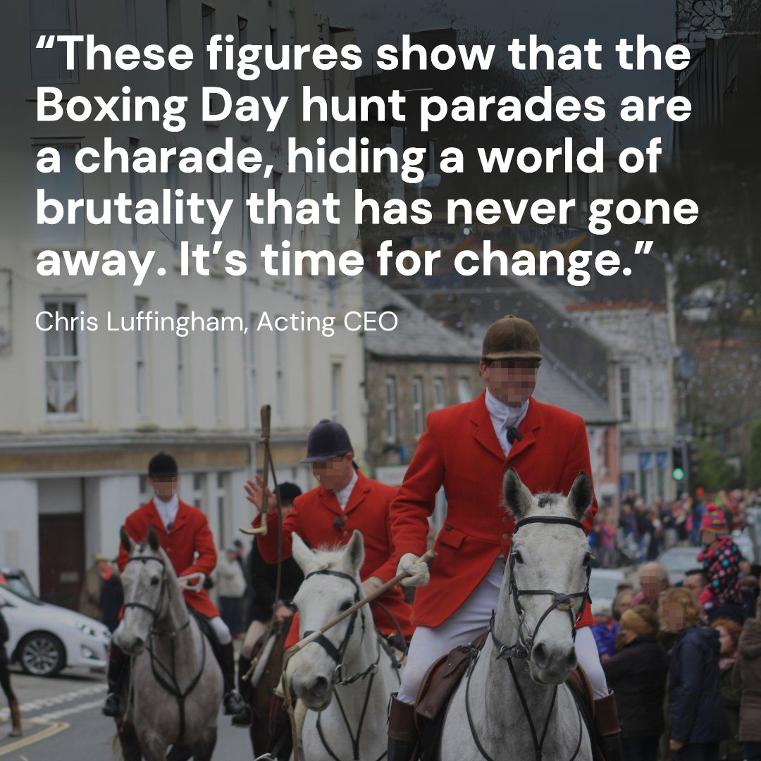 LeagueACS's tweet image. New figures released ahead of the Boxing Day hunt parades reveal a grim reality: fox hunting is still happening, almost 20 years after the Hunting Act came into force.

Read the full story and see why stronger laws are urgently needed: leagueacs.co.uk/B4Bdo

#TimeForChange