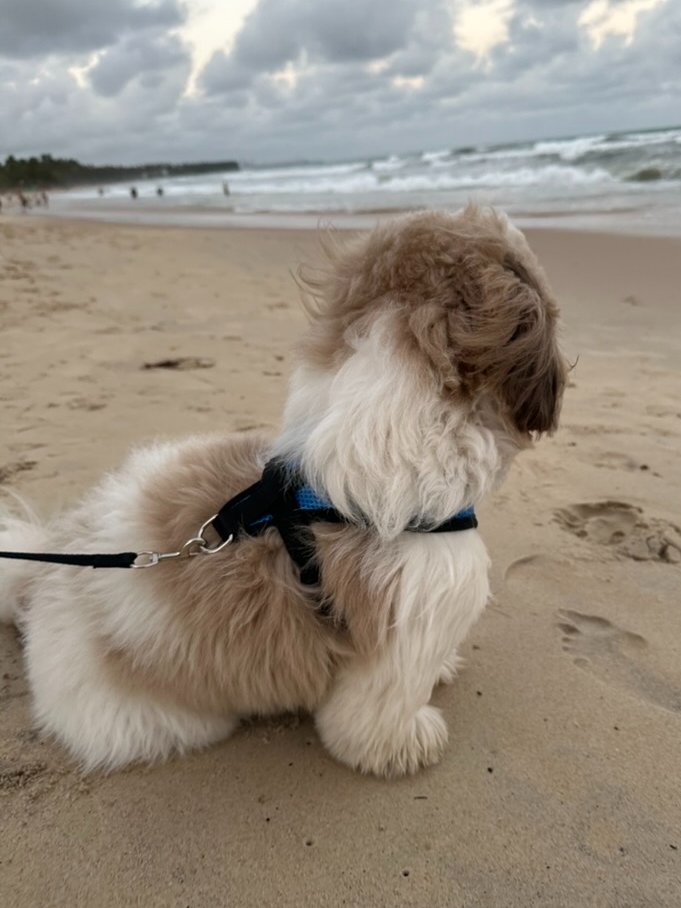 poptime's tweet photo. 🚨 A partir de 2025, animais domésticos vão ganhar uma carteirinha de identidade nacional!

A ferramenta pretende facilitar a localização de tutores de animais abandonados, reforçar o controle de doenças, combater maus-tratos e mais. https://t.co/LOkkJvs6jq