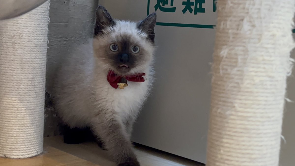新しい子が来てます！シャムくんです！
#かごにゃん