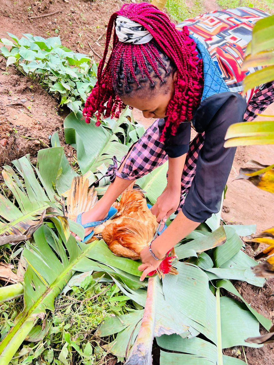 kirya_ug's tweet photo. We are indeed in a failed state, when did women start slaughtering animals? https://t.co/nI7NDCeka5