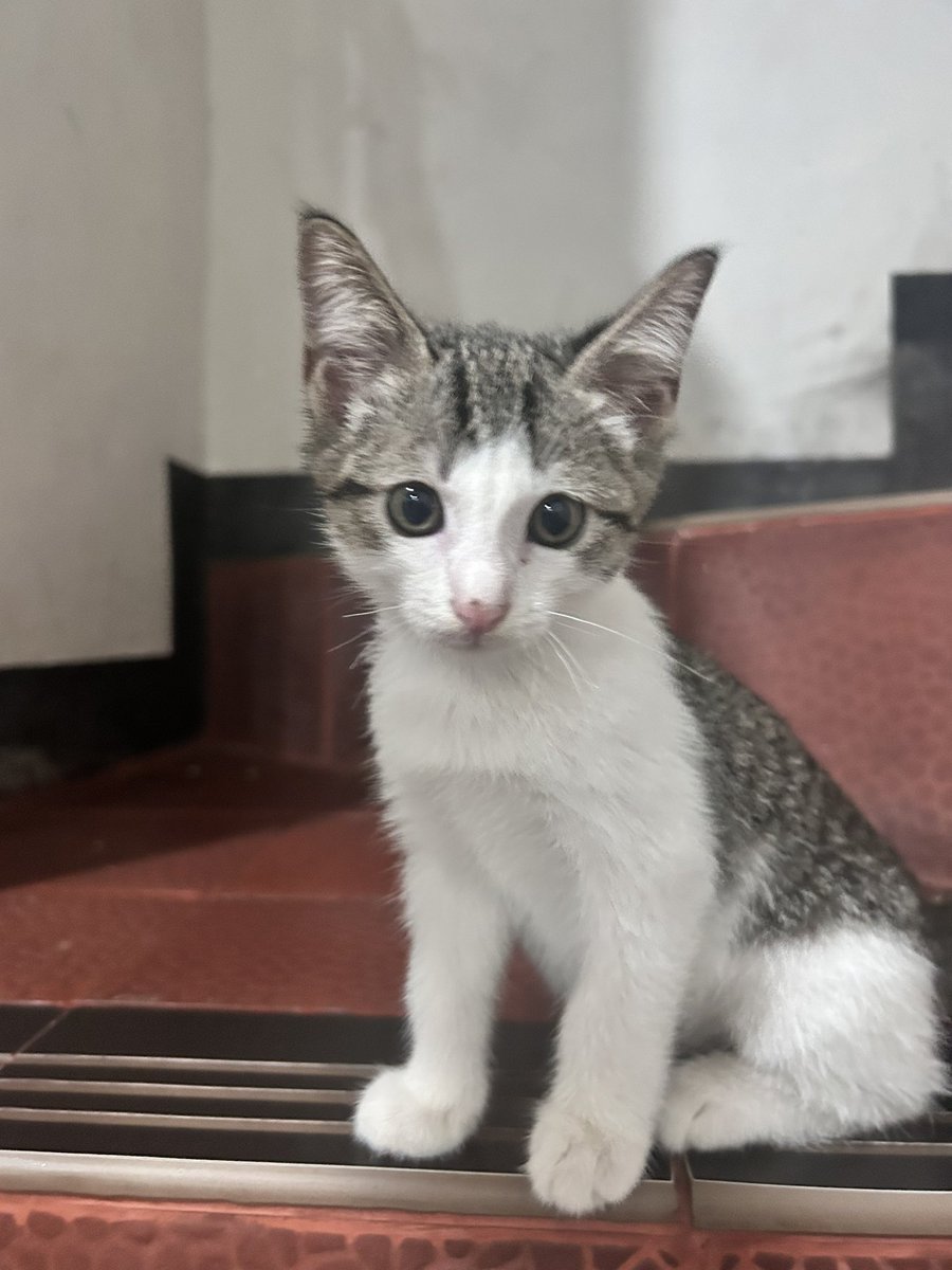 Never thought that i’ll be having a pet picture in my gallery, but it happens