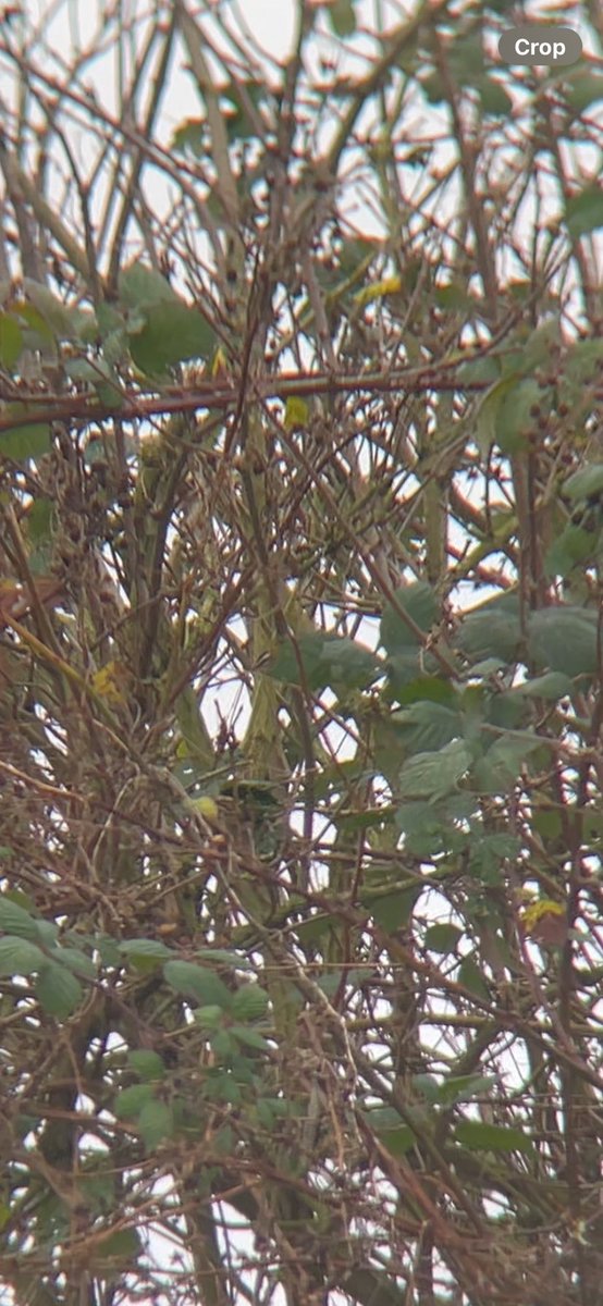 James (@james_b___) on Twitter photo Perhaps the best photos you’ll ever see of yellow warbler and firecrest, taken at New Hythe GPs this morning. Phone binned since I foolishly left my camera at home. Warbler is life ✅ 367! Great to see <a href="/WayneGlossop2/">Wayne Glossop</a> and so many other familiar faces. Perhaps the best photos you’ll ever see of yellow warbler and firecrest, taken at New Hythe GPs this morning. Phone binned since I foolishly left my camera at home. Warbler is life ✅ 367! Great to see <a href="/WayneGlossop2/">Wayne Glossop</a> and so many other familiar faces.