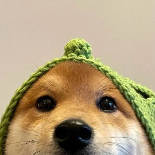 SolShitter_86's tweet photo. @Thanhbui1088 @CryptoMagazine9 $lou is goodest boi https://t.co/PGODVHeeLP