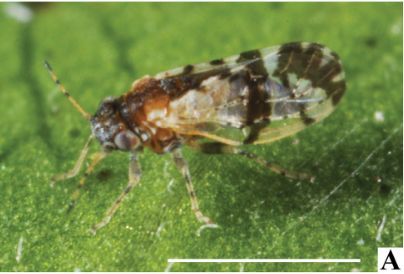 First record of the pistachio psyllid Agonoscena cisti (Puton, 1882) (Hemiptera, Psylloidea) in the Maltese Islands (Central Mediterranean) 

doi.org/10.15560/20.4.… 

#Jumpingplantlouse #Maltesearchipelago #newrecord #Pistaciaspp #checklist #checklistjournal #pensoftpublishers