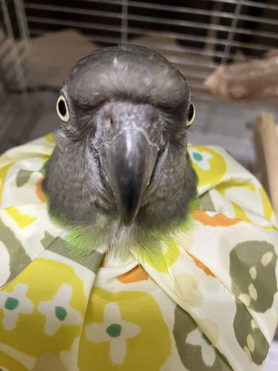 不満そうですね（だいぶ羽が生えました）