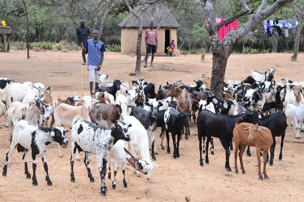 HusseinKidega's tweet photo. #PDMChangingLives Ugandans have benefited from the Parish Development Model initiated by president @KagutaMuseveni
#Christmas #DiveIntoPDM https://t.co/CwH5N6Gy5x