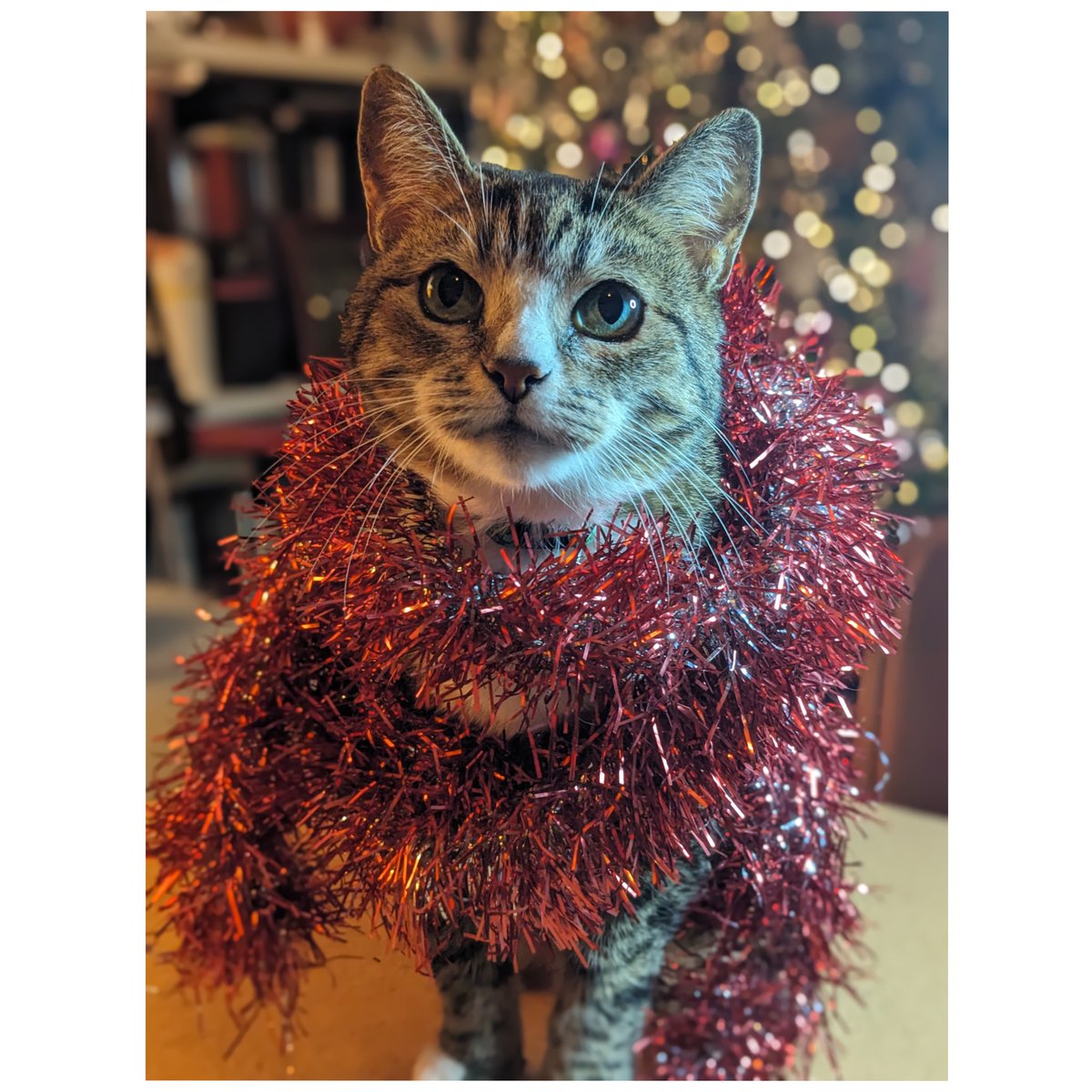 Happy Holidays from LANG &amp; our top cat Nova. 
Credit <a href="/ellie_laycock/">Ellie Laycock </a> &amp; <a href="/lauraannnoble/">Laura Noble</a>