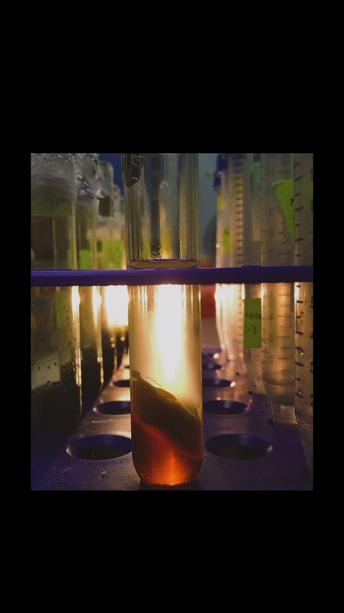 Lychee152's tweet photo. "Golden hues of innovation – where science meets sustainability." https://t.co/YUOiedG8io