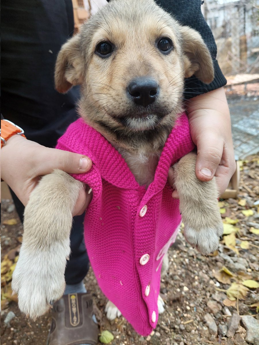 E-5  te ayakkabıya sarılmış ağliyorken buldum.Komşunun Tavuk pinniğinde kalıyor😭
Çok kısa bir süre izin verdiler. Acilen yuva arıyorum. Yalvarırım paylaşın🙏