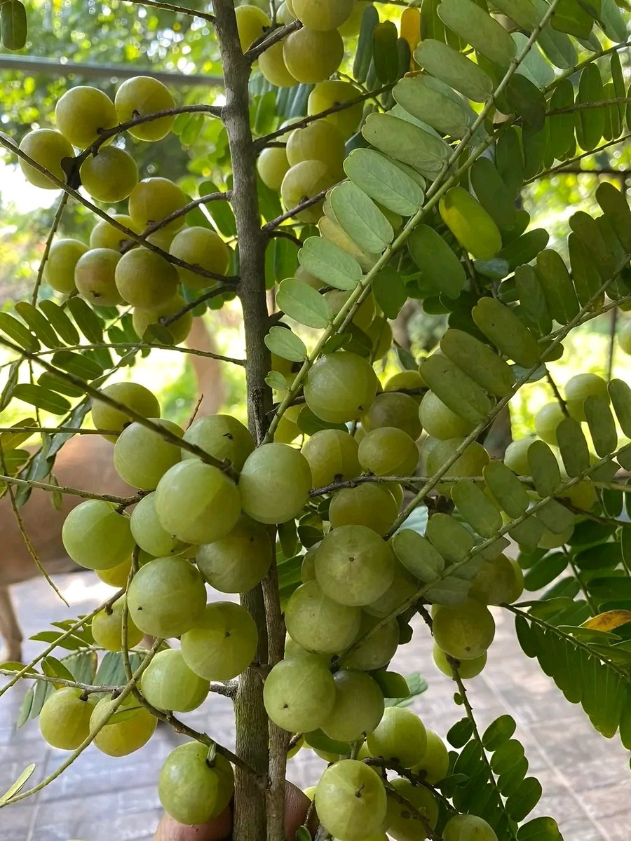 हमारे यहाँ इसको पपीता बोलते हैं 
और आपके यहाँ ??