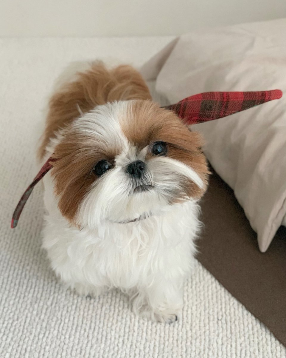 네모시츄 앵두짱 tweet media