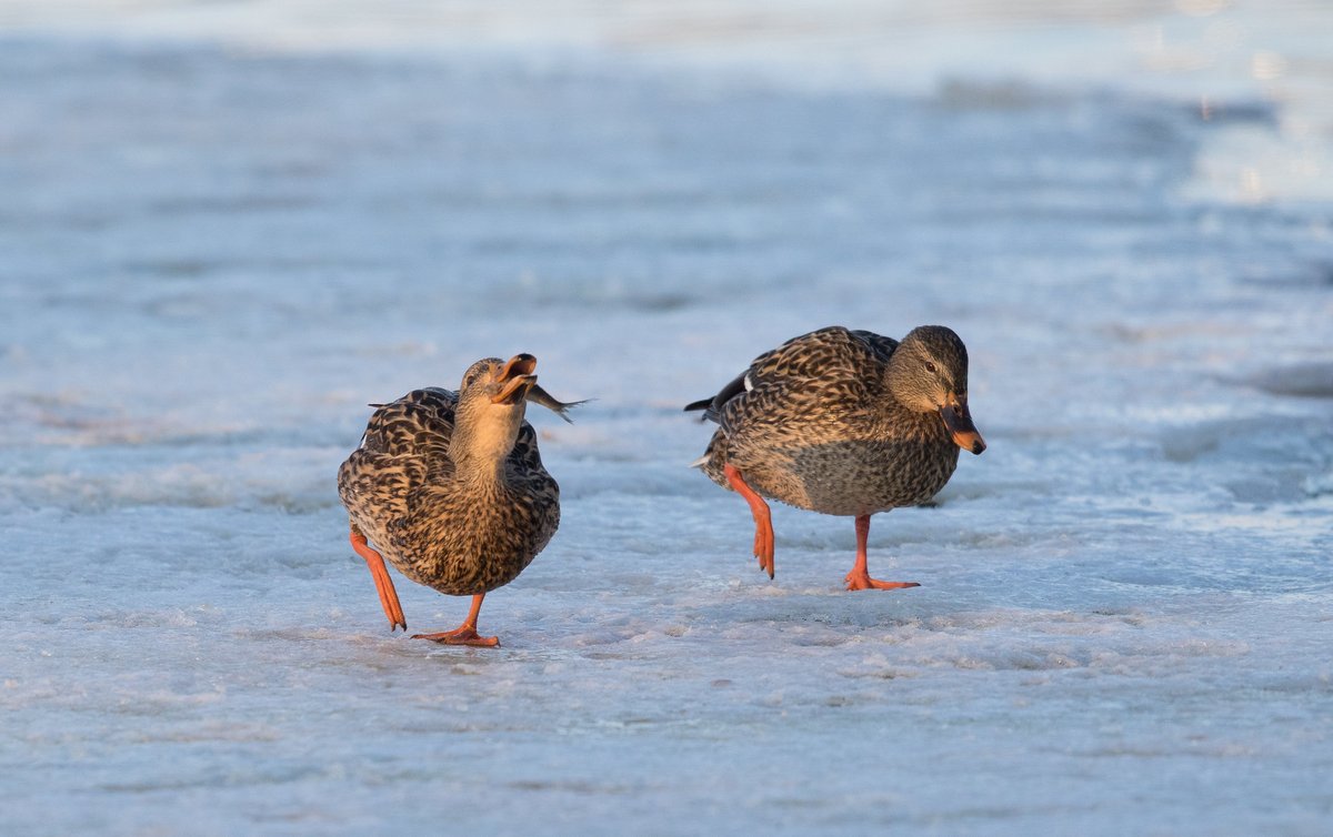 Who's up for a little ice fishing? This mallard was spotted chowing down on a nice catch. Her friend wasn't so impressed. Jealous perhaps?

📷 Mike Budd/USFWS