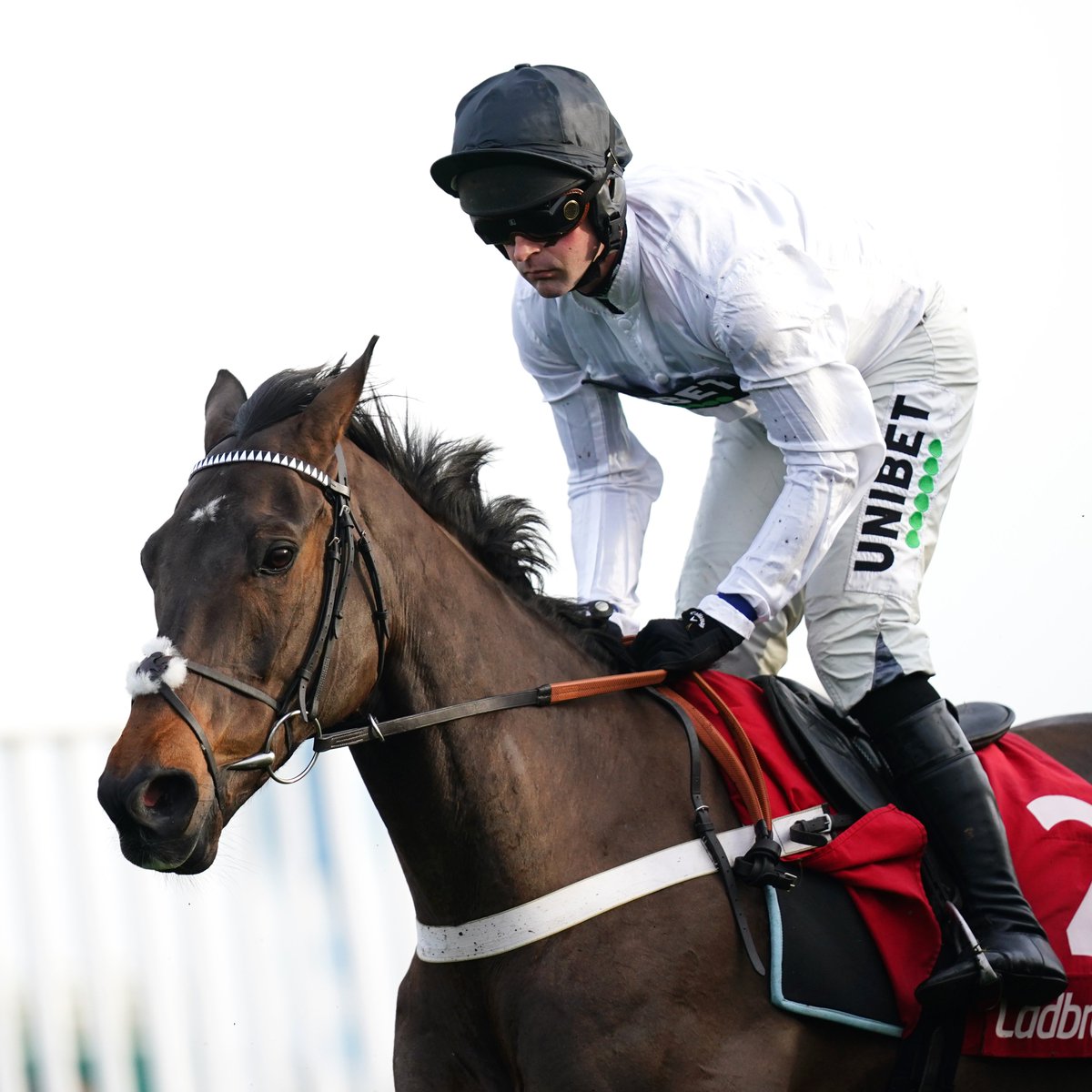 AtTheRaces's tweet photo. Constitution Hill is BACK! 🤍🖤 https://t.co/HqOJJ8rOPe