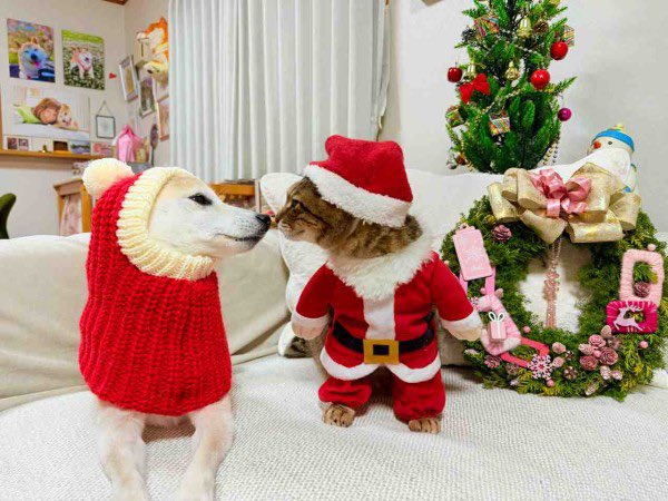 ownthedoge's tweet photo. gm🌤️ https://t.co/PPg0HzI2gJ