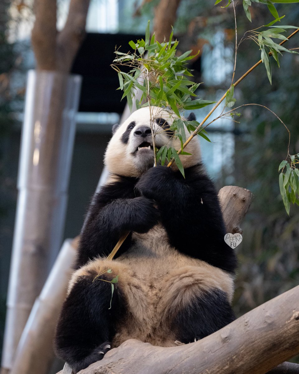 누가 이렇게 귀엽게 먹으래 🥹
20241225
#후이바오 #huibao