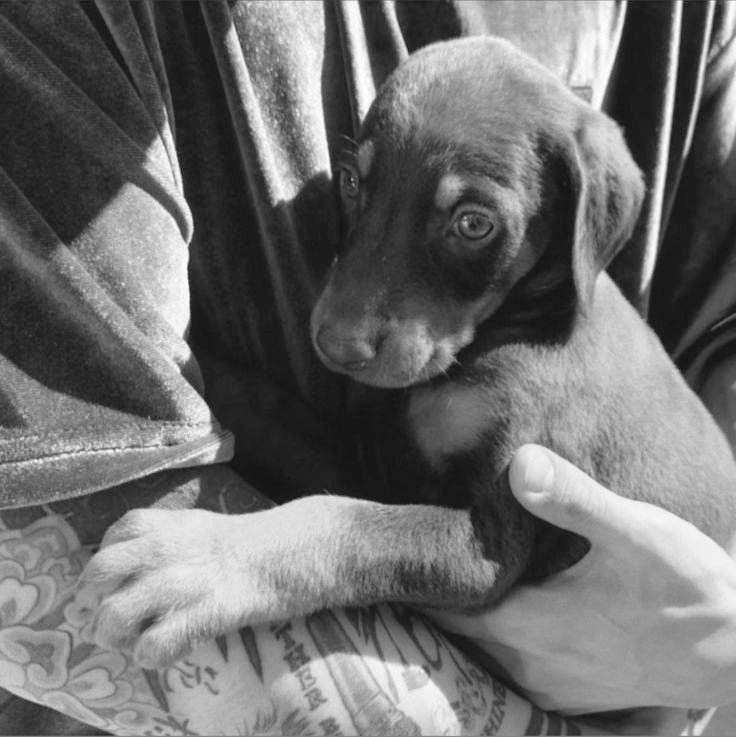 pfairys's tweet photo. Bam is growing well. https://t.co/MjQWLn61M1