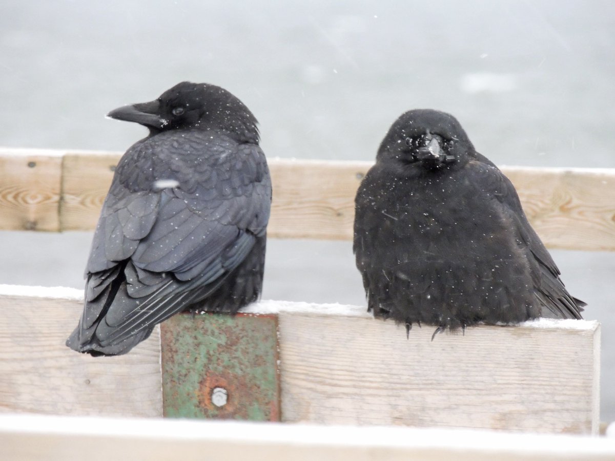 stan_sdcollins's tweet photo. Two crows sitting on a bench downtown having their morning gab session. https://t.co/fLjM1mvtz5