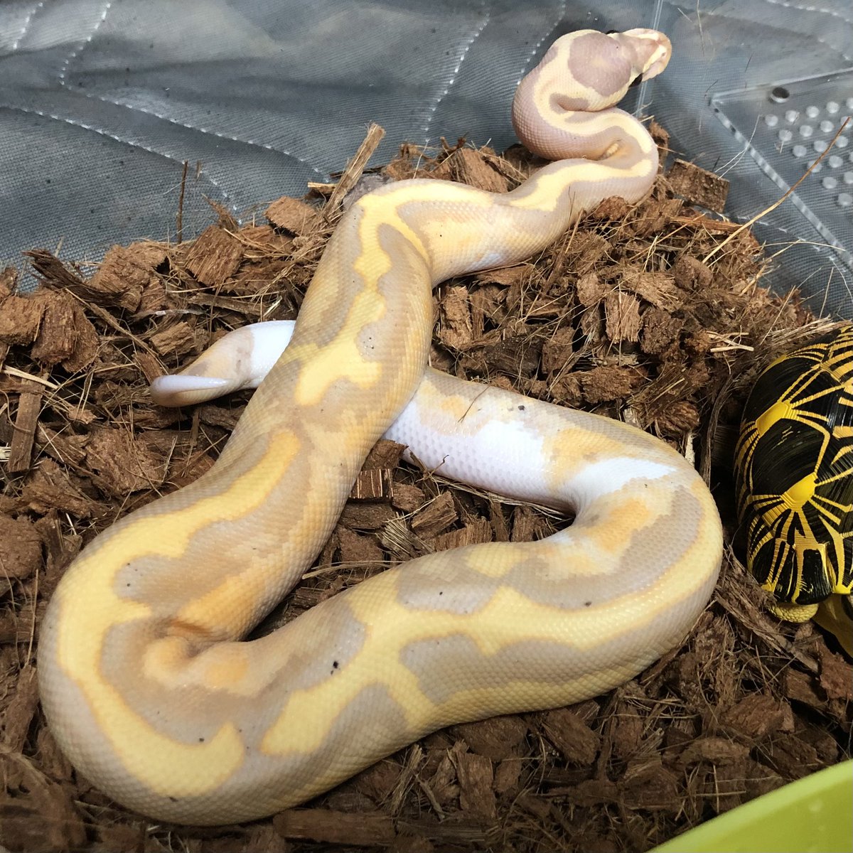 Biting04's tweet image. もよう