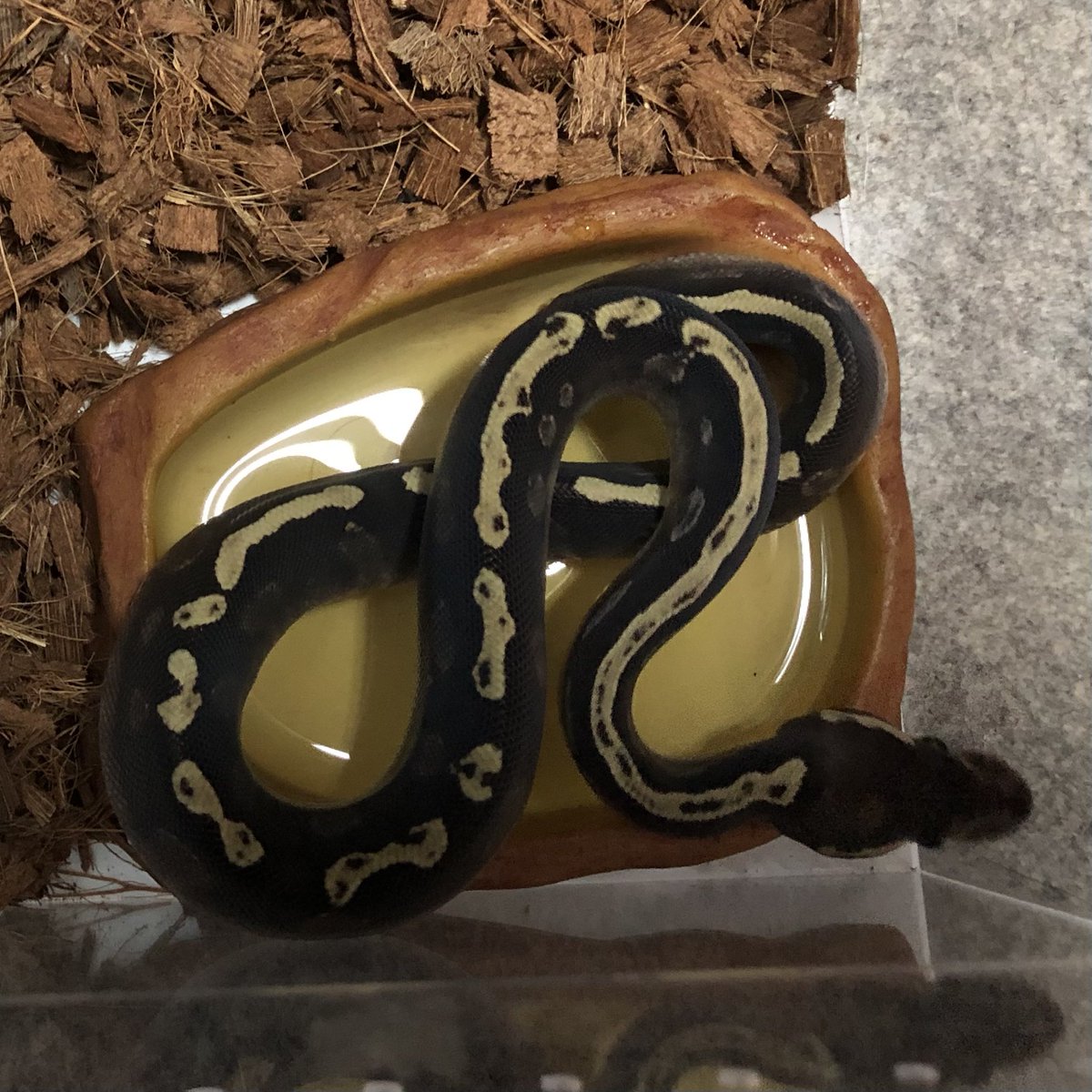 Biting04's tweet image. もよう