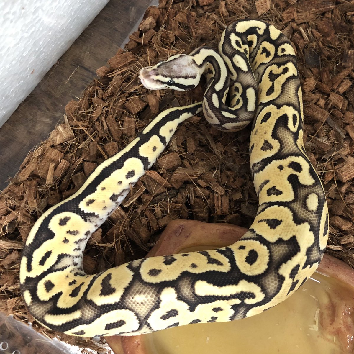 Biting04's tweet image. もよう