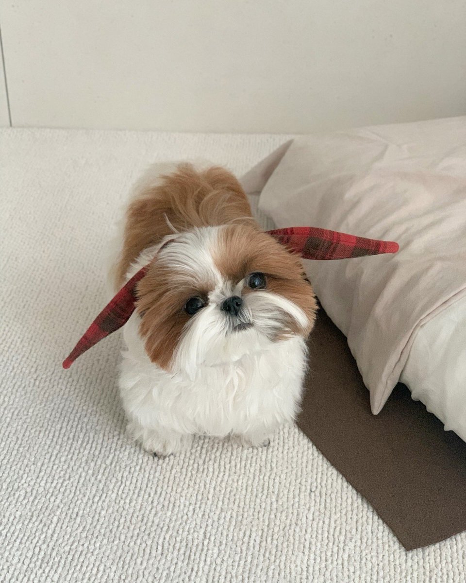 네모시츄 앵두짱 tweet media