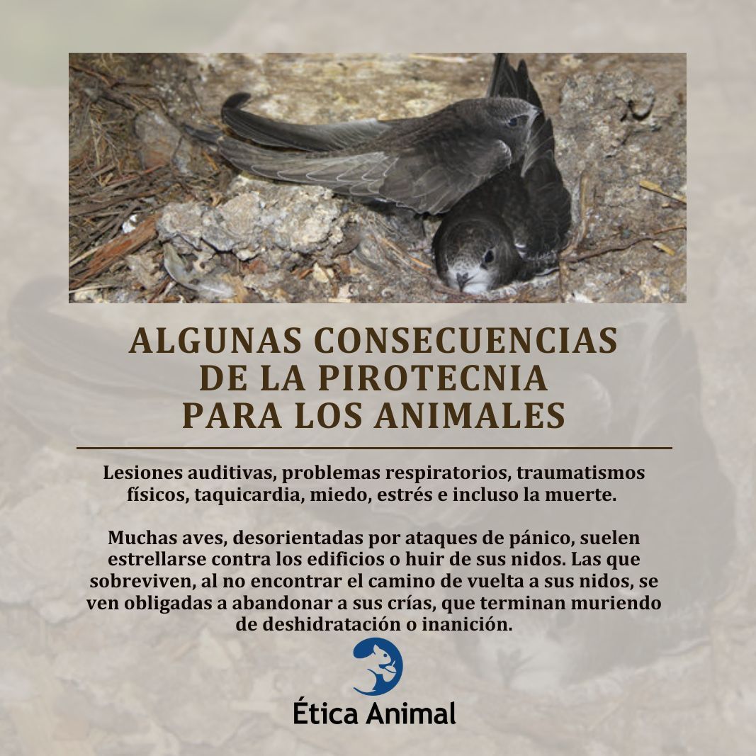 Os dejamos un nuevo artículos sobre las formas en que los fuegos artificiales y los petardos perjudican tanto a los animales domesticados como a los animales salvajes. Puedes leerlo aquí: animal-ethics.org/como-dana-la-p… 

#stoppirotecnia #eticaanimal #defensaanimal #ayudaralosanimales