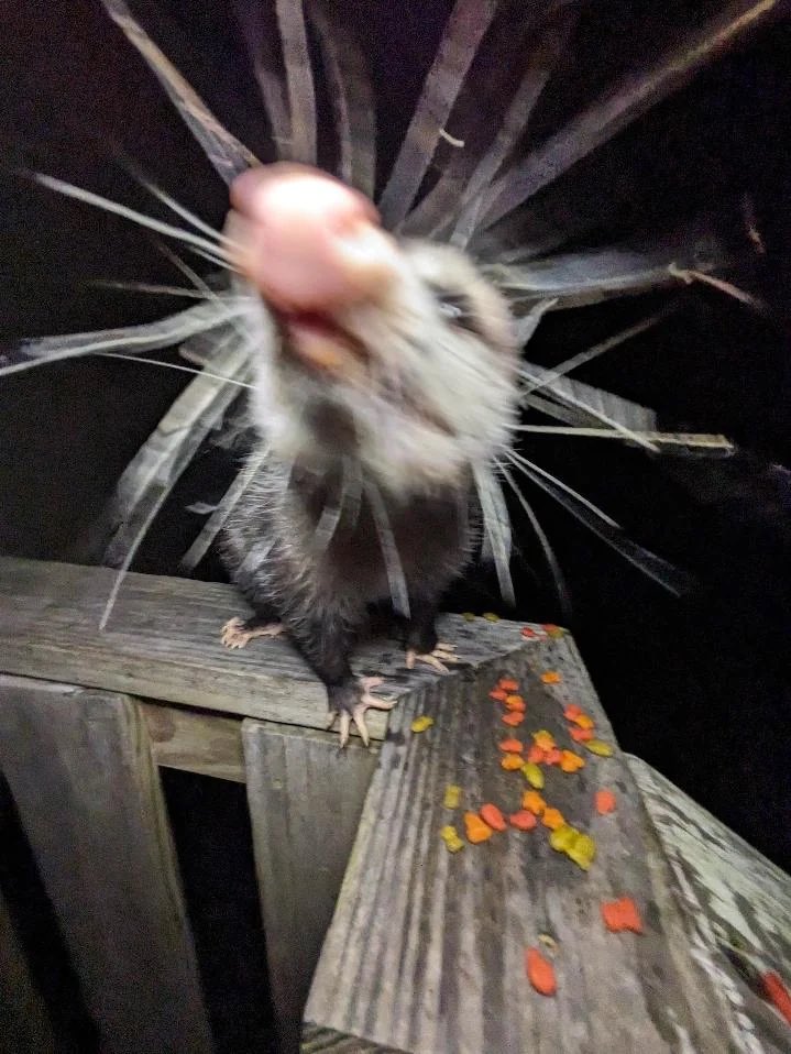 possumsofhazard's tweet image. I can smell you #opossum