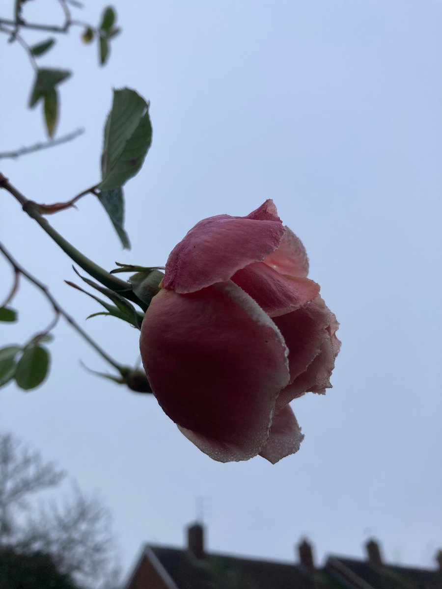 MyGarden_Uk's tweet photo. Multifaceted Beauty.
#BeautyRange #Roses #Flowers #HarRose #ColoursOfNature
@des_farrand @alisonbeach611 https://t.co/gYct2ew6cG