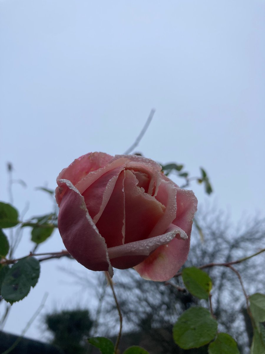 MyGarden_Uk's tweet photo. Multifaceted Beauty.
#BeautyRange #Roses #Flowers #HarRose #ColoursOfNature
@des_farrand @alisonbeach611 https://t.co/gYct2ew6cG