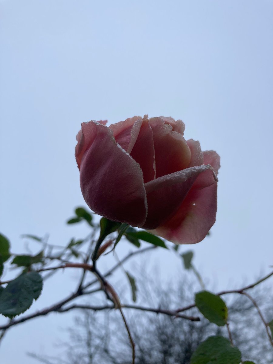 MyGarden_Uk's tweet photo. Multifaceted Beauty.
#BeautyRange #Roses #Flowers #HarRose #ColoursOfNature
@des_farrand @alisonbeach611 https://t.co/gYct2ew6cG
