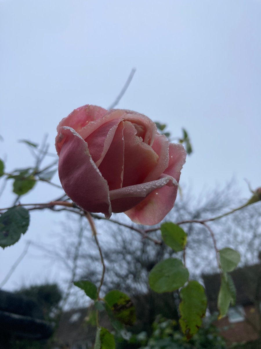 MyGarden_Uk's tweet photo. Multifaceted Beauty.
#BeautyRange #Roses #Flowers #HarRose #ColoursOfNature
@des_farrand @alisonbeach611 https://t.co/gYct2ew6cG