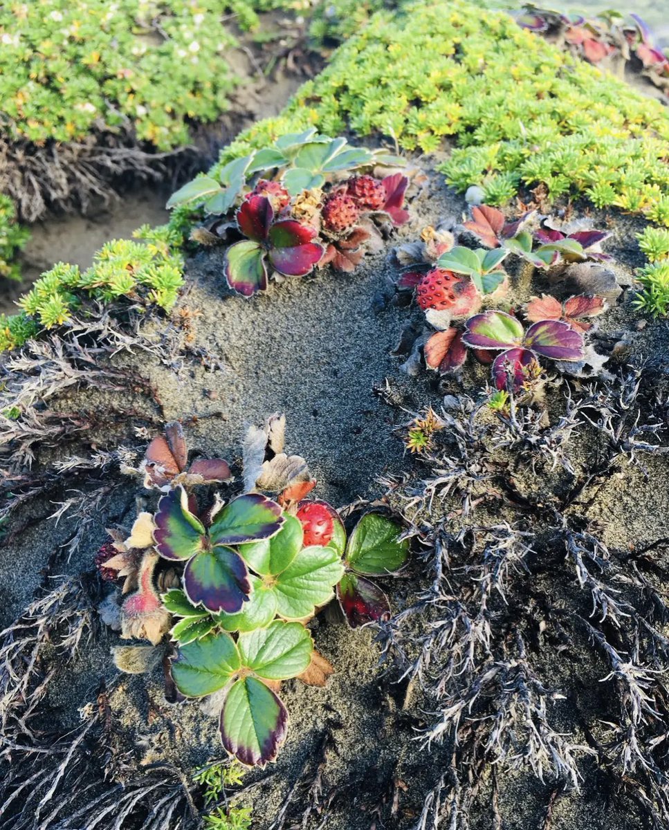 stewart waine tweet media