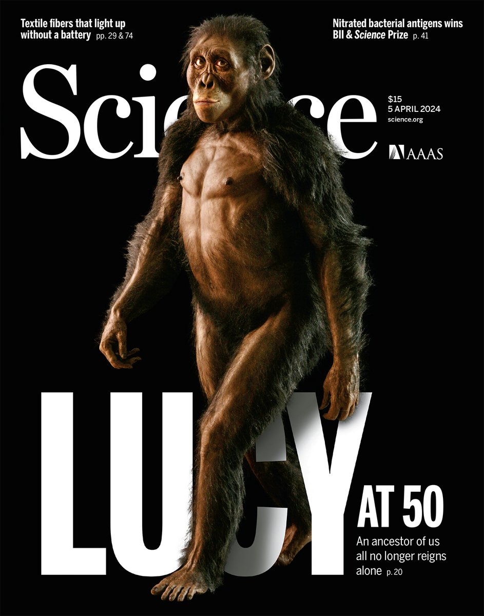 ScienceMagazine's tweet image. Fifty years ago, paleoanthropologists unearthed the 3.2-million-year-old skeleton known as Lucy and transformed our views of humanity’s origins.

Today, Lucy faces competition for the role of our direct ancestor but remains the best candidate. Learn more in an April 2024 issue of…