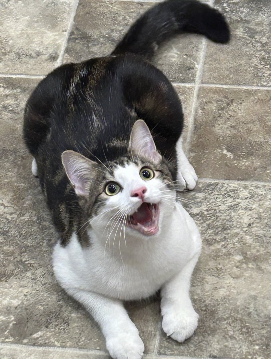 manda foto dos seus gatos sendo endeotas