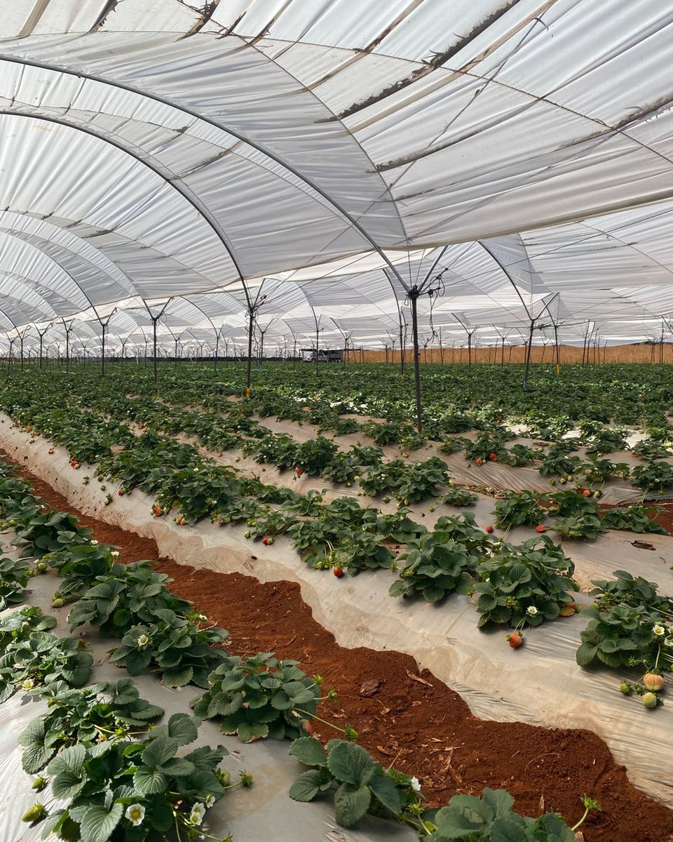 Estas fotos nos llegan desde México, donde revisamos los resultados de la aplicación de una buena fertirrigación en un cultivo de fresa con nuestros productos YaraRega HARMONITEK, YaraRega AZUTEK y YaraTera CALCINIT. 🍓

¡Fácil, Eficiente y A tu Alcance! 💧