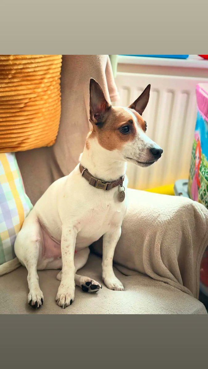 moysechris49's tweet image. Regal Radar - 22/12/2024. 

Obligatory hashtags:  #jackrussell #jackrussellterrier #jackrussellsofinstagram #jackrussellmoments #jackrusselllove