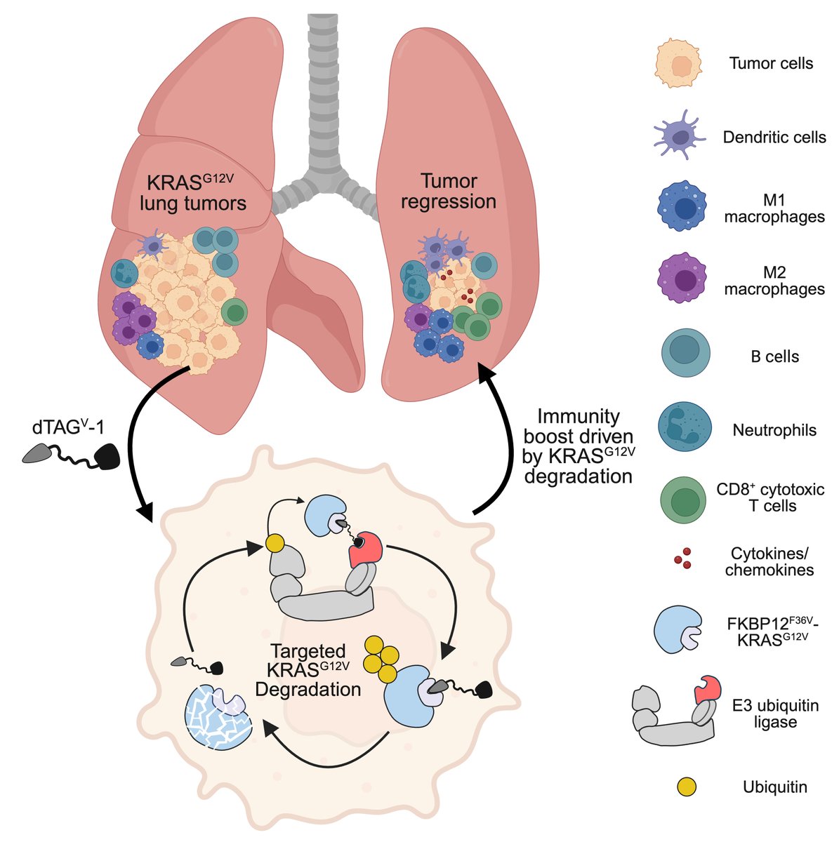 Behnam Nabet (@behnamnabet) on Twitter photo Ready, set, degrade!
So proud to share our work in <a href="/jclinicalinvest/">Journal of Clinical Investigation</a>, establishing a versatile approach for creating transgenic dTAG mice to degrade oncoproteins. We showcase that KRAS G12V degradation triggers antitumor immunity in lung cancer.
Link: jci.org/articles/view/…
đź§µ Ready, set, degrade!
So proud to share our work in <a href="/jclinicalinvest/">Journal of Clinical Investigation</a>, establishing a versatile approach for creating transgenic dTAG mice to degrade oncoproteins. We showcase that KRAS G12V degradation triggers antitumor immunity in lung cancer.
Link: jci.org/articles/view/…
đź§µ