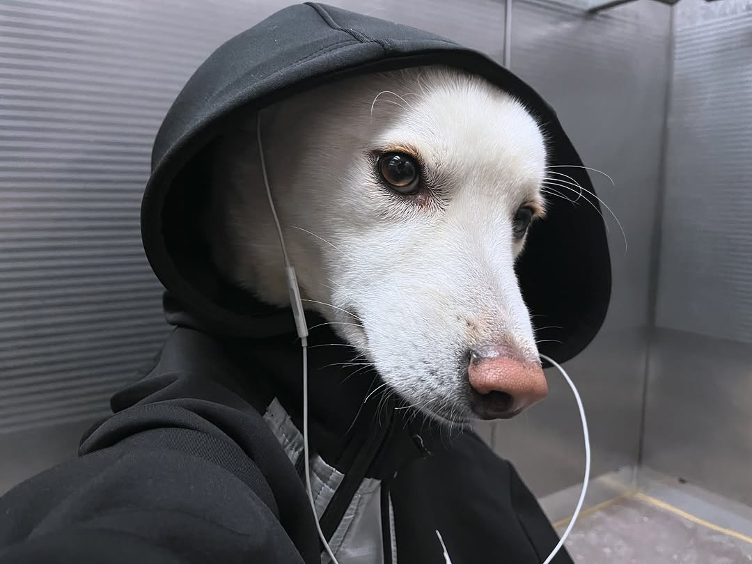 sh9ce's tweet image. just got a juicer ak