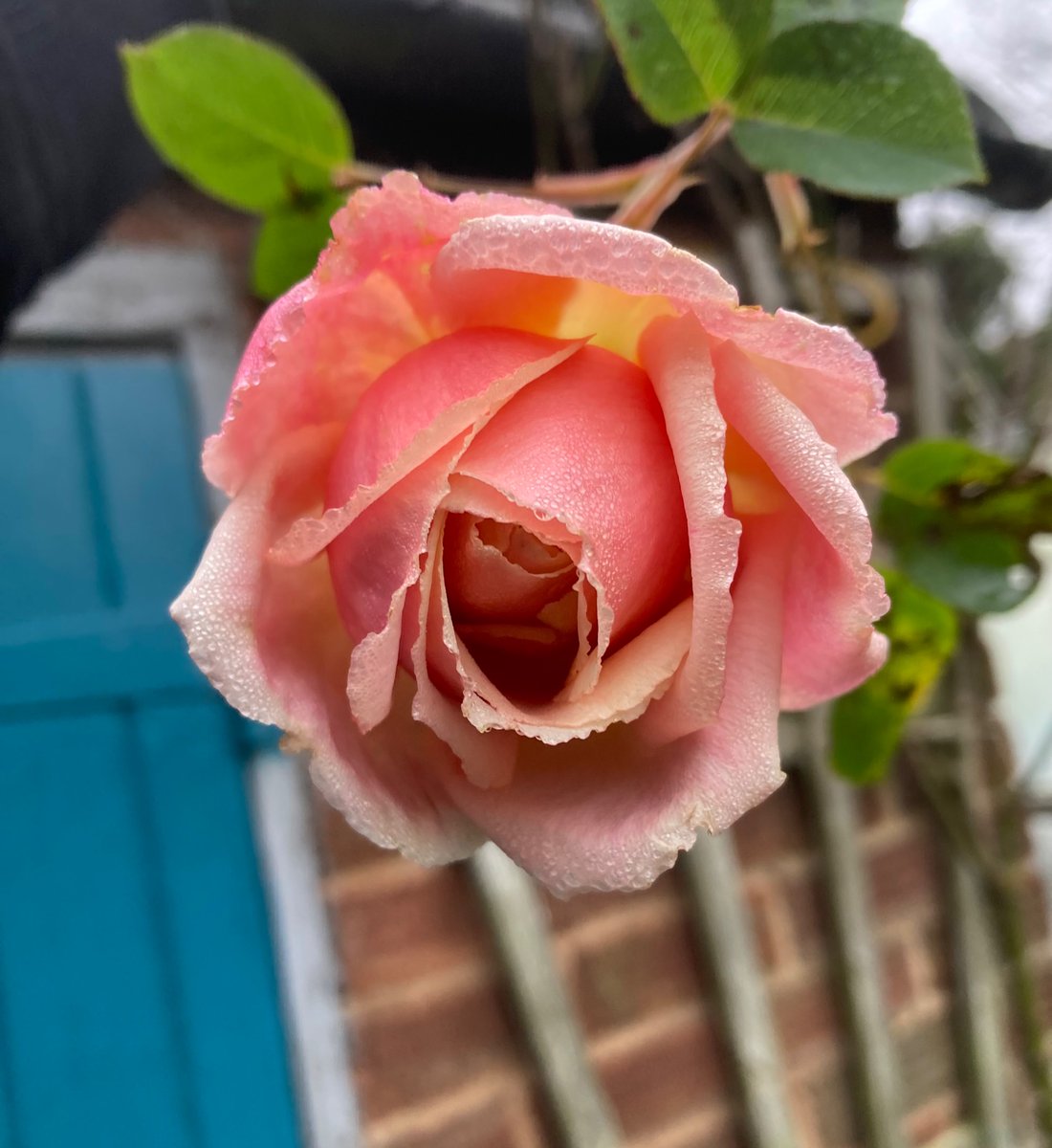 MyGarden_Uk's tweet photo. Isolated Beauty II.
#BeautyRange #Roses #Flowers #HarRose #ColoursOfNature
@des_farrand
@alisonbeach611 https://t.co/el4jwXL7I1