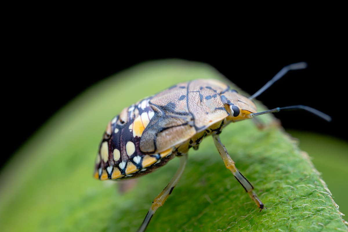 LionMacro's tweet photo. ***Accesorios***
* Cámara: Canon EOS RP
* Lente: Astrhori 25mm f2.8 2x-5x
* Retoque: Adobe Lightroom Mobile 
* Flash Godox TT520II
* Difusor Guage Hoof Cover
*Cuenta IG: @LionMacro

#nature #macro #photography #macrophotography #astrhori25mm #EosRp #worldmacro #natgeo https://t.co/7zXiYJrBVx