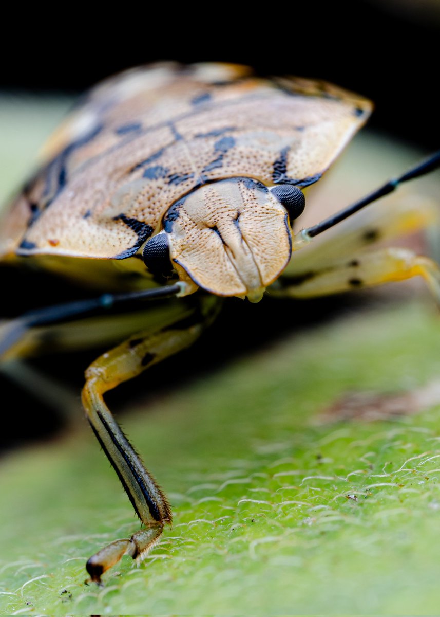 LionMacro's tweet photo. ***Accesorios***
* Cámara: Canon EOS RP
* Lente: Astrhori 25mm f2.8 2x-5x
* Retoque: Adobe Lightroom Mobile 
* Flash Godox TT520II
* Difusor Guage Hoof Cover
*Cuenta IG: @LionMacro

#nature #macro #photography #macrophotography #astrhori25mm #EosRp #worldmacro #natgeo https://t.co/7zXiYJrBVx