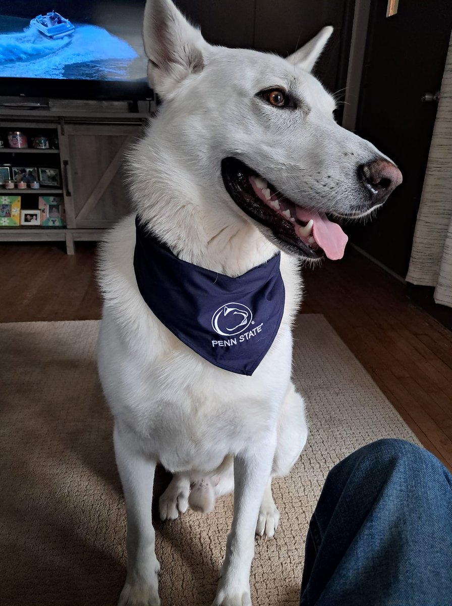 Maverick enjoying his new Christmas gift, a premium embroidered <a href="/penn_state/">Penn State</a> bandana. Go Lions! #pennstate #PennStateLions #GoLions #PennStateNittanyLions #dogbandana #dogproducts #EmbroideryProducts #madeintheusa #allstardogs