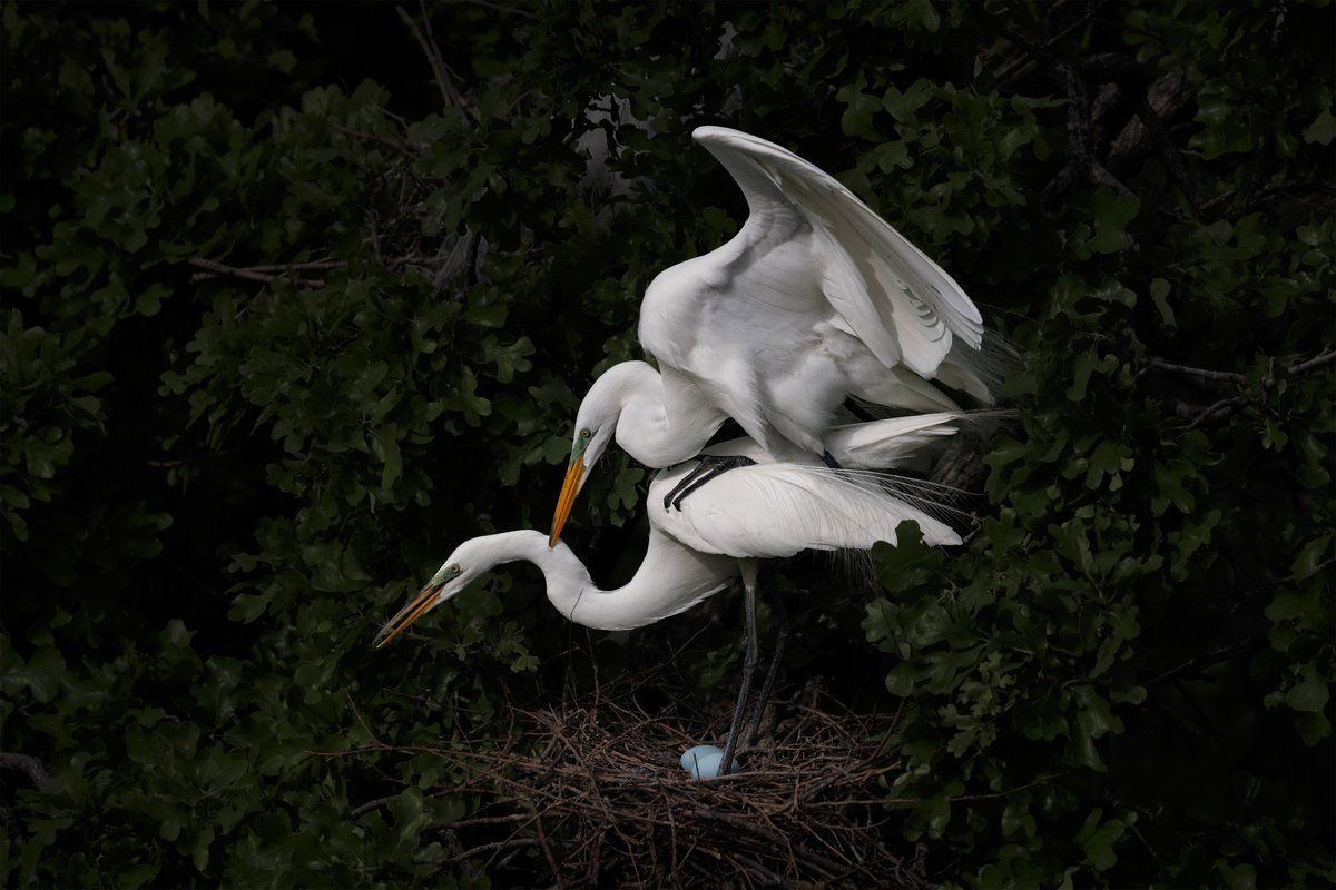 Nest fidelity drives herons and egrets, like the pair of Great Egrets mating here, to return annually to a rookery outside of downtown Dallas. Birds carry sticks and twigs to this urban oasis, where they breed and raise their young. 📷 by ’24 People’s Choice Finalist Nicole Land