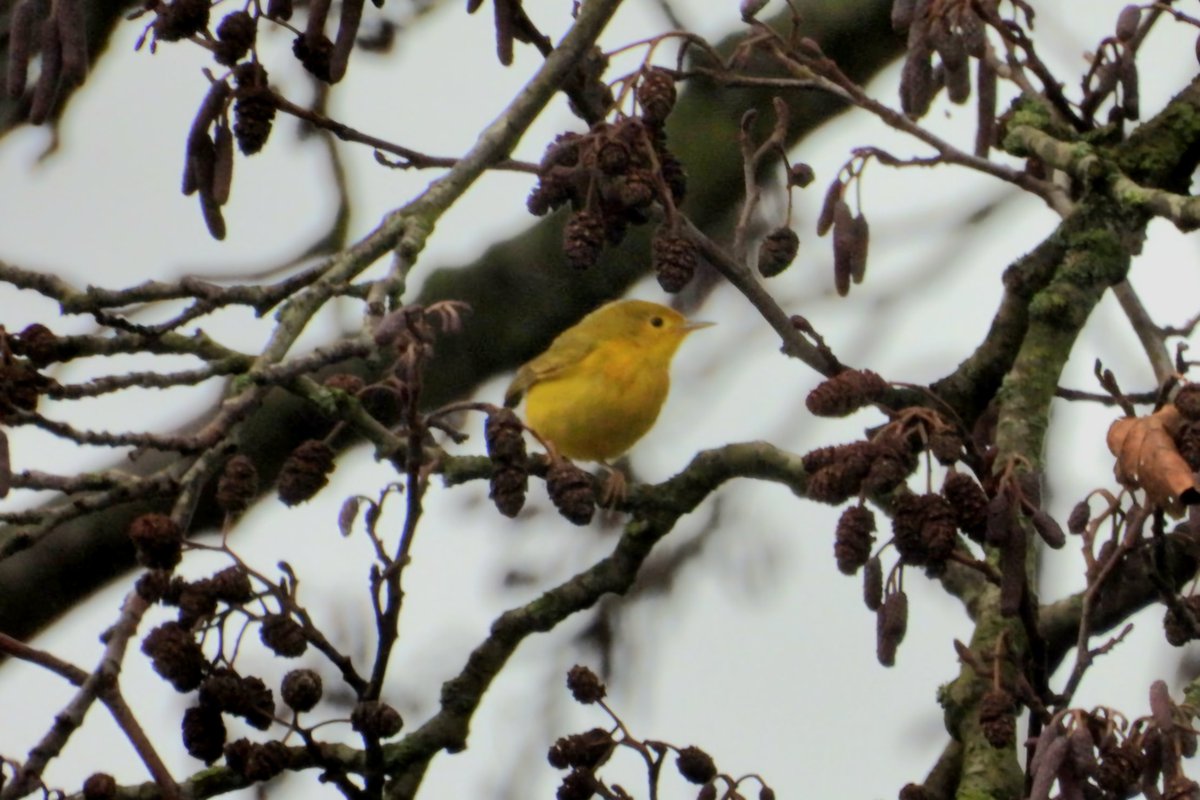 Chris Waring tweet media