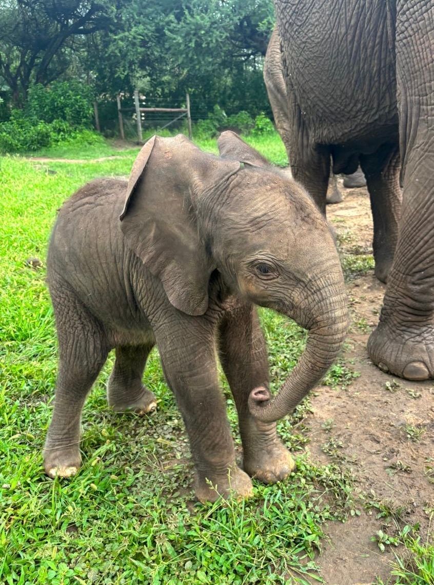 Sheldrick Wildlife Trust tweet media