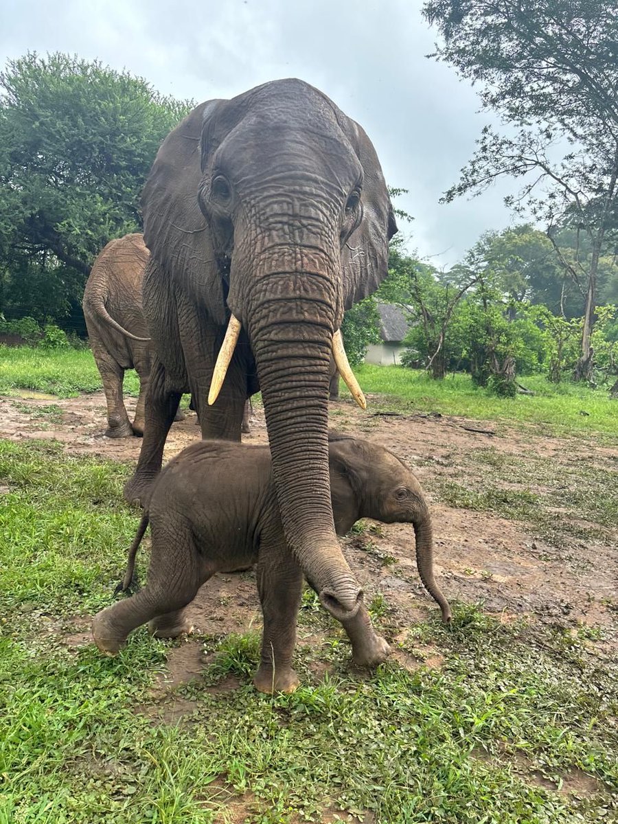 Sheldrick Wildlife Trust tweet media