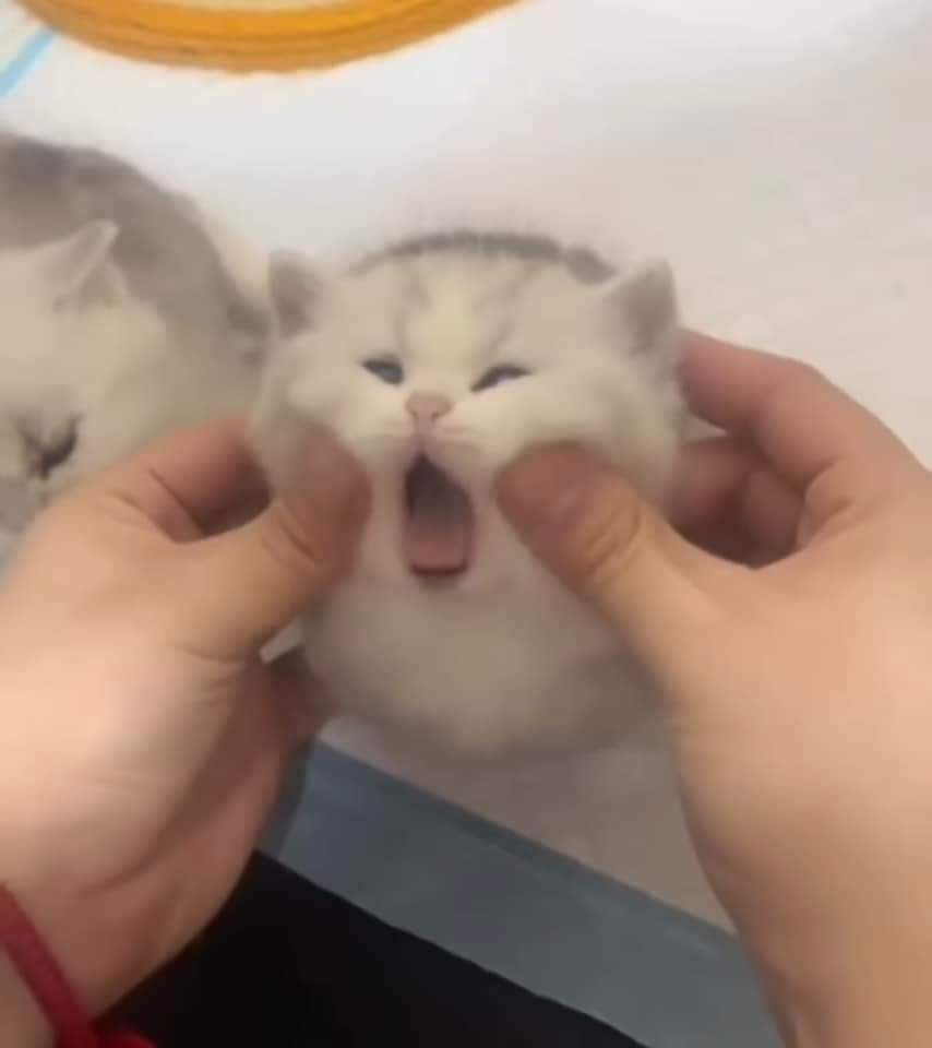 Posts Of Cats tweet media
